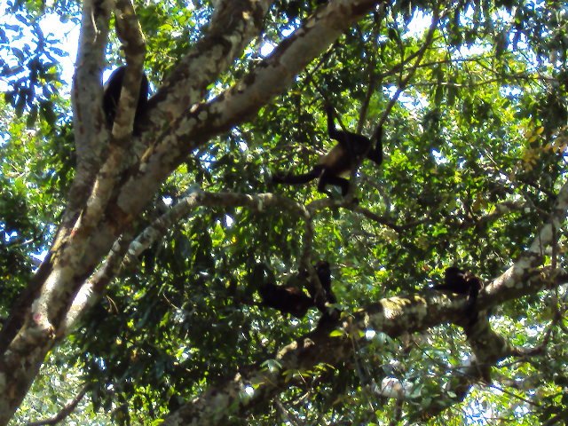 Flora y Fauna
